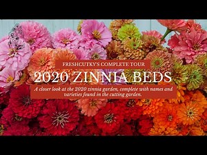 ZINNIAS: FULL TOUR // What Zinnias Are You Growing This Year? Flower Harvest- Benary's Giant Zinnias
