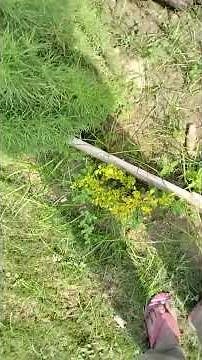 DIY Termite Prevention Methods That ACTUALLY WORK