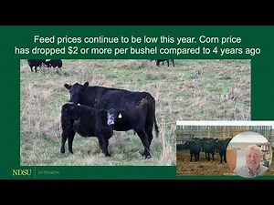 Rations, Feed Cost and Cost of Gain - Backgrounding Cattle 2025