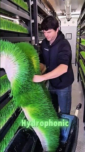 "🌱 Grow Hydroponic Grass in Just 6 Days! Fast & Easy!"