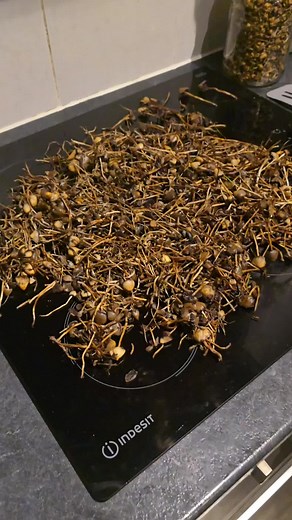 Mushroom Foraging in the UK: A Seasonal Guide