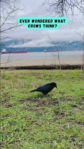 Meet Vizzini the crow. Friday funnies from one of the best.