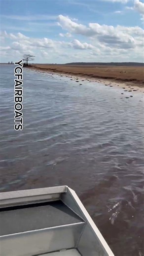 Dead fish from the deep freeze #ycfairboats #airboats #new #swamplife #airboatnation #florida #fyp