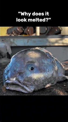 Why Does This Fish Look Melted?! 😳