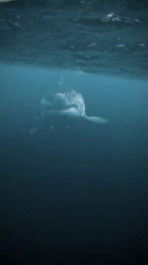 The 3 biggest species of sharks In The World #biggest #sharkspecies #sharks #GreatWhiteShark #BaskingShark #WhaleShark #oceanlife #biggestshark #marineanimals upinthespace | upinthespace