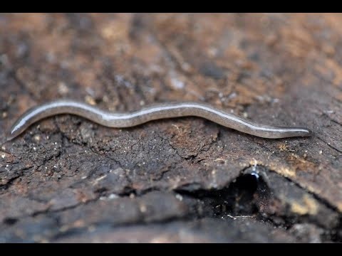 Donkere landplatworm Microplana terrestris