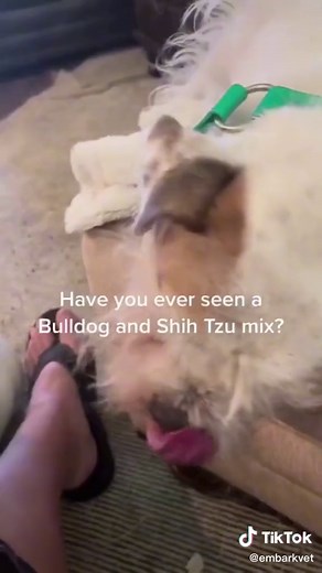 Bulldog Shih Tzu Mix Explained | Embark Decoded