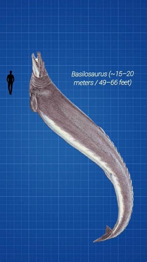 Prehistoric SEA CREATURES Size COMPARISON #SeaMonsters#Prehistoric#Megalodon#fypviral.