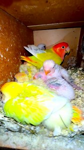 How to check birds breeding box #Birds #pets #animals #love #lovebirds #viral #pet #parrot | Probashi birds lover