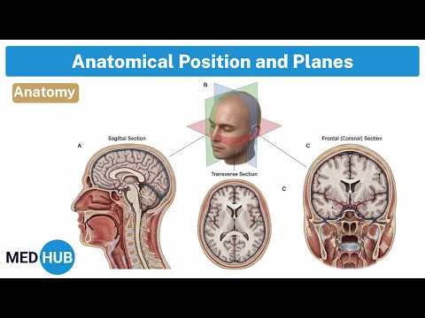 Anatomical Position and plans | Basics of Anatomy