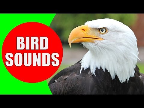 Raptor Bird of Prey - Bird sounds for kids PART 2 - Children Learn Birds of Prey (Raptors)