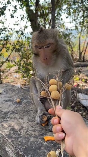 Monkey Brother doesn't eat too much #funny #animals #asmreating #asmrfood