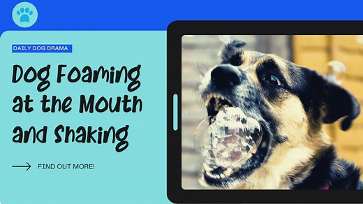 Dog Foaming at the Mouth and Shaking [WHAT TO DO NOW?] - Canine Care Central