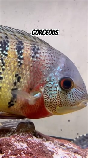 Have you ever seen an adult tiger severum cichlid?