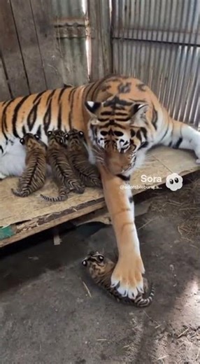 Mam trying to protect her babies 🐅💛 #tigermom #cutewildlife #viralvideo