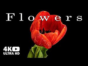 Beautiful Flowers Collection: Blooming Time-Lapse 4K UHD with Soothing Music