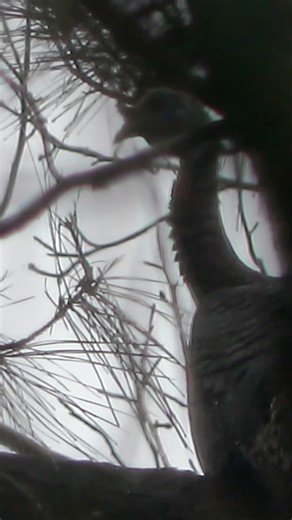 Turkey hunting public land. Video goes live tomorrow. Mississippi longbeard #turkeyseason