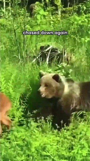 It Got Away… But The Bear Came Back #wildlife