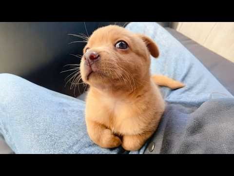 You Will Die Laughing At These FUNNY PUPPIES 藍 Funny Animals Video | Funny Pet's Life | Facebook