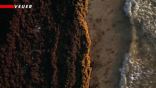 How Scientists Are Using Invasive Seaweed for Sustainable Purposes