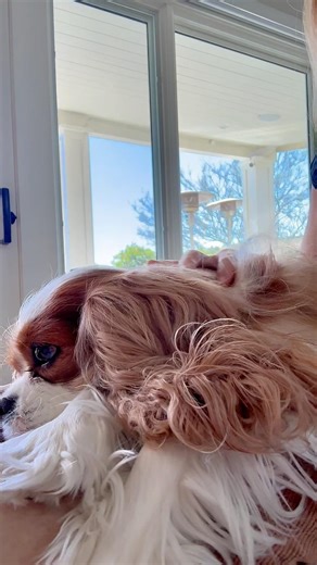 Cavaliers don’t sit… they melt