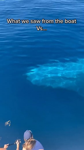 8.5M views · 168K reactions | Could you imagine experiencing a moment like this with a Blue Whale! #whalewatching #wildlifephotography #dronevideo #70 | Domenic Biagini | Facebook