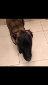 😍😍😍❤️❤️❤️ Belgian Malinois Puppies Belgian Malinois Puppies #explorepage #wardog #belgianmalinoislovers #socialanxiety #malinois #belgianmalinoispuppy #belgainmalinois | Belgian Malinois Puppies