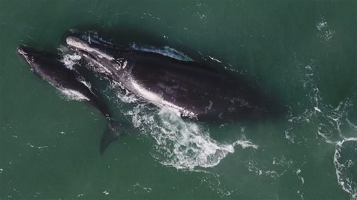 21 right whale calves part of 'equation' for species survival