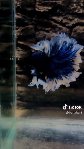 Understanding Betta Fish Care
