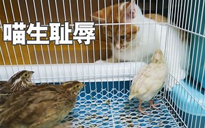 被鹌鹑们逼到绝境的小奶猫，委屈巴巴！说好吃鹌鹑呢？？？