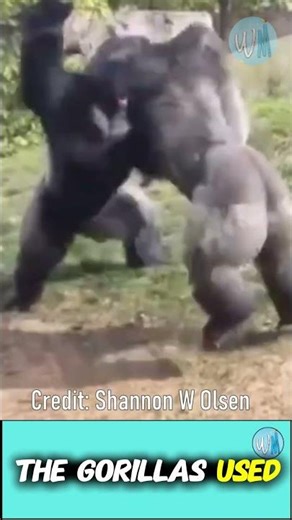 Gorilla Showdown SHOCKS Zoo Visitors, Tense Gorilla Fight Captivates and Concerns Zoo Visitors!