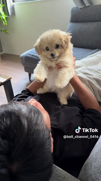 今日はパパが休みなのでのんびりday♡ #チワプー #パピー #子犬のいる生活 #犬 #子犬のいる生活 #犬好きと繋がりたい #犬のいる暮らし