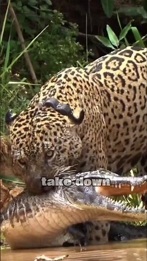What Does a Jaguar Eat?",