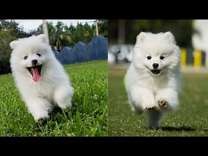 American Eskimo - Dog Breed Information | @CanineCine