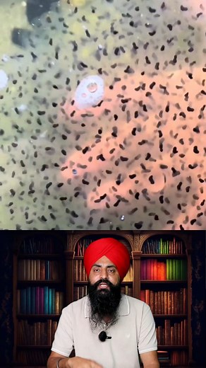 1.4M views · 9.8K reactions | Frog Eggs Found in a swamp  #facts #punjabitalks #gkknowledgepunjabi #interestingfacts #information | Jot Tv Media | Facebook