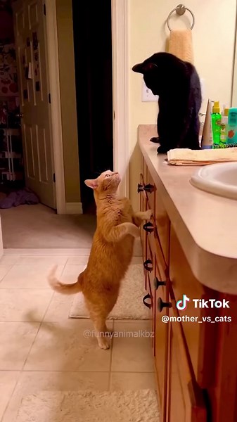 #funny #pet #animals #funnyanimals #funnycat #pet #cuteanimals