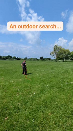 A little example of how we use scentwork in our daily dog walks! In addition to gunoil, Darwin has "known human" in his scent inventory - i.e. my scent. His search cue, directionals and indication for known human odor are different to his gunoil ones. This helps us avoid confusion over what scent he is being asked to target. We use a down-stay for his indication to make it easy for us to retrieve the article (my phone in this case!) and to avoid article interference (no scratching my phone scree