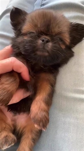 #shitzu_lover #delivery #shitzupuppies #shitzuhoftiktok ##shitzudelivery