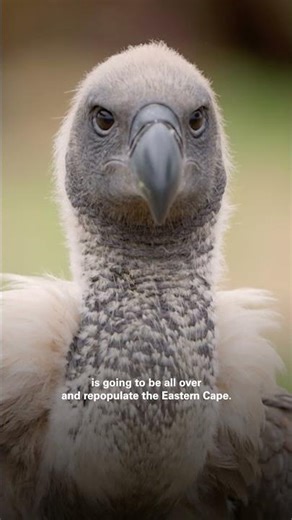 VULTURES REPOPULATING in South Africa! | #ShamwariUntamed #EarthX #Shorts