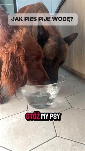 Jak pije pies?