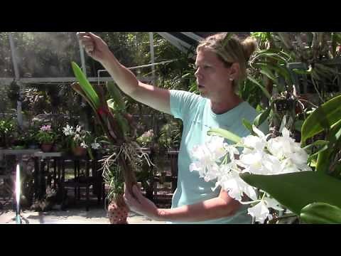 Cattleya Orchid Tips with Barb and Gary Murza