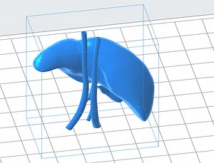 Human Liver 3D Model