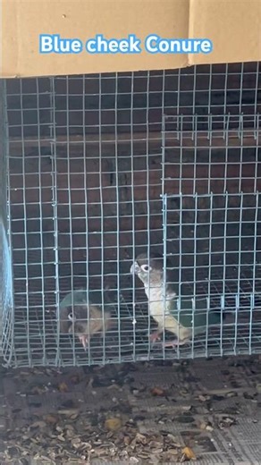 💙 Blue Cheek Conure Ki Cute Shararat! 🦜 #bluecheekconure #blueconure #shorts #ytshorts #parrot