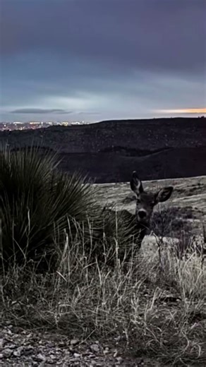 It’s always #deerseason in #colorado! #mtb #dawnpatrol #htmp