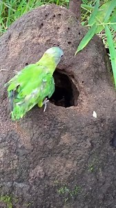 Parrot laying eggs in termite mound !!! . . . #tree #birdnest #birdsbeauty #nature #parrot #birds #wildlife #pet #reelsfbシ #fbpost2024 #reelsvideoシ #birdlife #parrotlife #parotlive #feedparrot #birdlife #birdsofinstagram | Peaches Bell