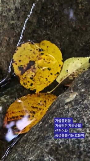 물속의 낙원을 함께 즐기는 호돌이 #산#산천어#낙원#호돌이#낙엽#가을산#가을계곡#단풍 #자연 #계곡