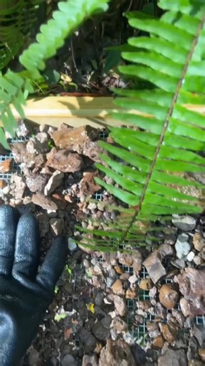 Baby megalodon teeth! #shark #megalodon #fyp #fossil #fossils #creek #ocean #paleontology | The Golden Hour