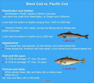 What is the difference between Atlantic cod and Pacific cod? [2025] | QAQooking.wiki