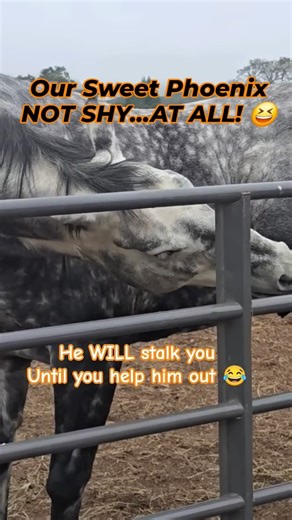 ❤️Christine Sieburg was not briefed on this task, during Volunteer Orientation. But Phoenix will gladly orient her! 😅 Chore description (according to Phoenix)😂: Give Phoenix scratches, where he instructs you to do so. Once areas needing attention are located, scratch thoroughly, clean & apply cream. Final Step, give Phoenix a whole bag of carrots and grow him his own personal apple tree! 😆 He is always so appreciative of the scratches, as you can observe in his facial expressions 😆 We love o