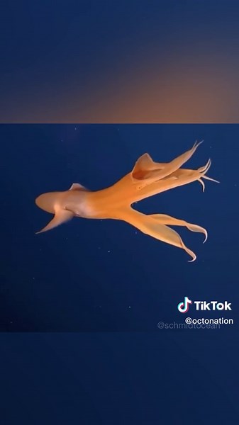 Exploring the Dumbo Octopus: Unique Movement and Anatomy